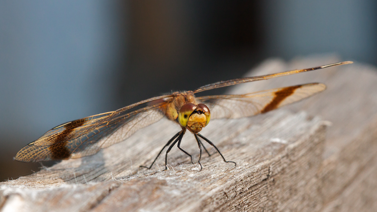 photo "***" tags: macro and close-up, 