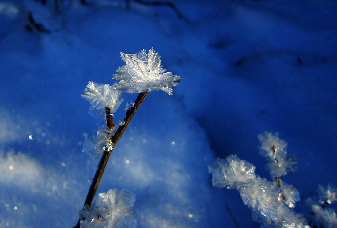 photo "Зимний Цветок" tags: nature, macro and close-up, travel, Alaska, North America, winter