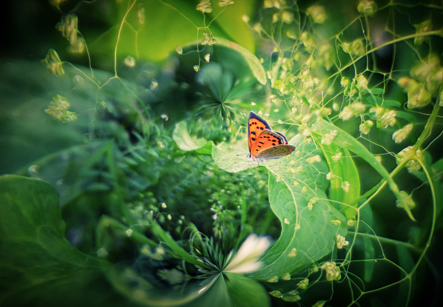 photo "***" tags: nature, macro and close-up, 