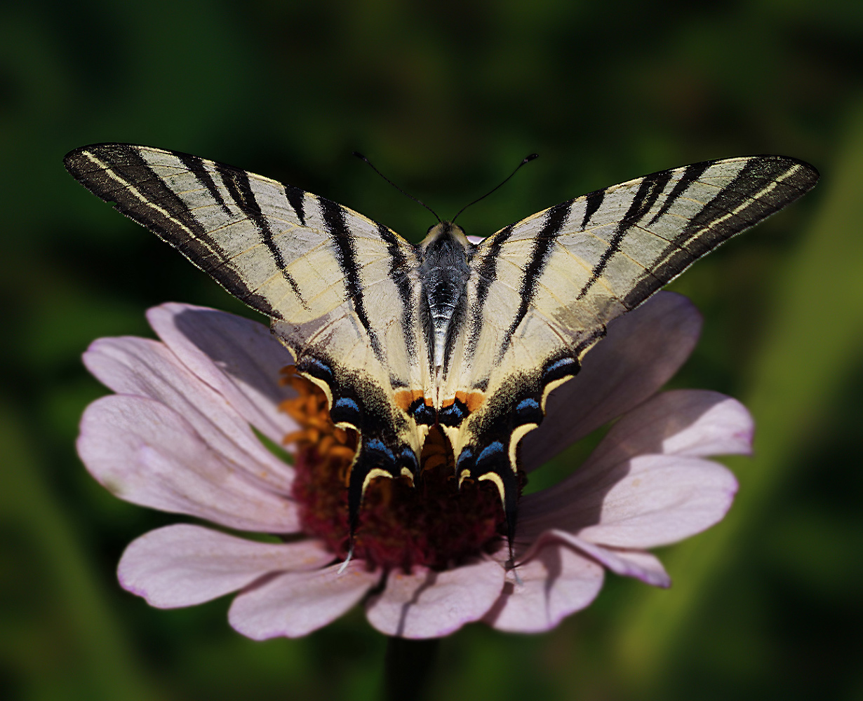 photo "***" tags: macro and close-up, butterfly, Подалирий