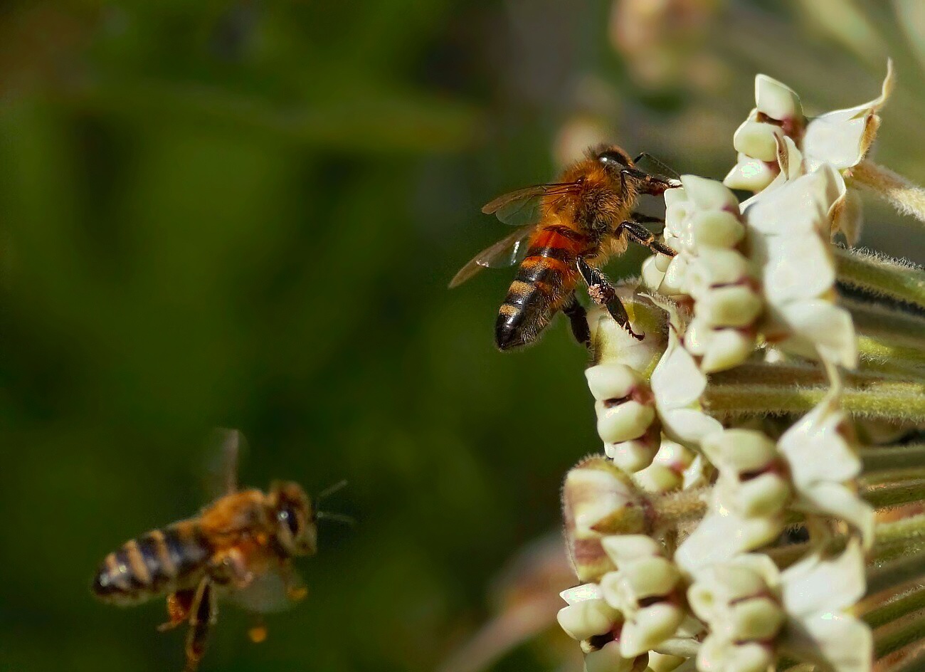 фото "bee" метки: макро и крупный план, 