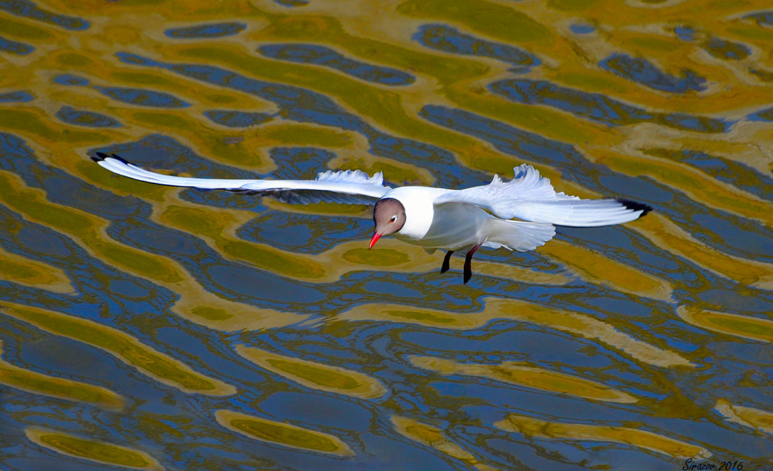 photo "Volga seagull" tags: nature, 