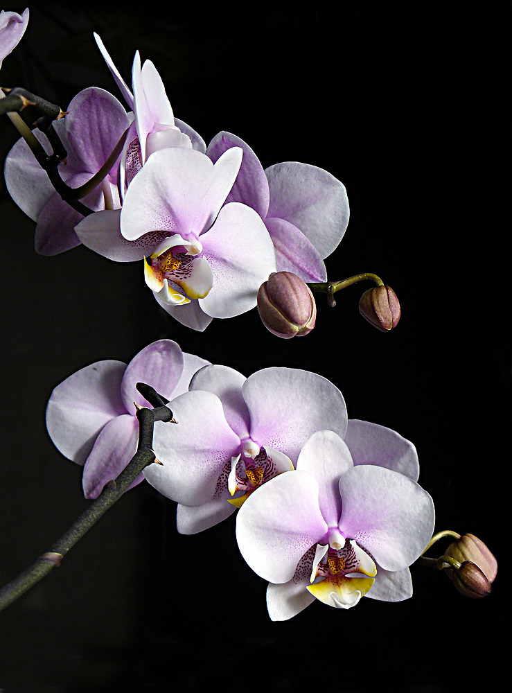 photo "Orchids" tags: macro and close-up, flowers, орхидеи