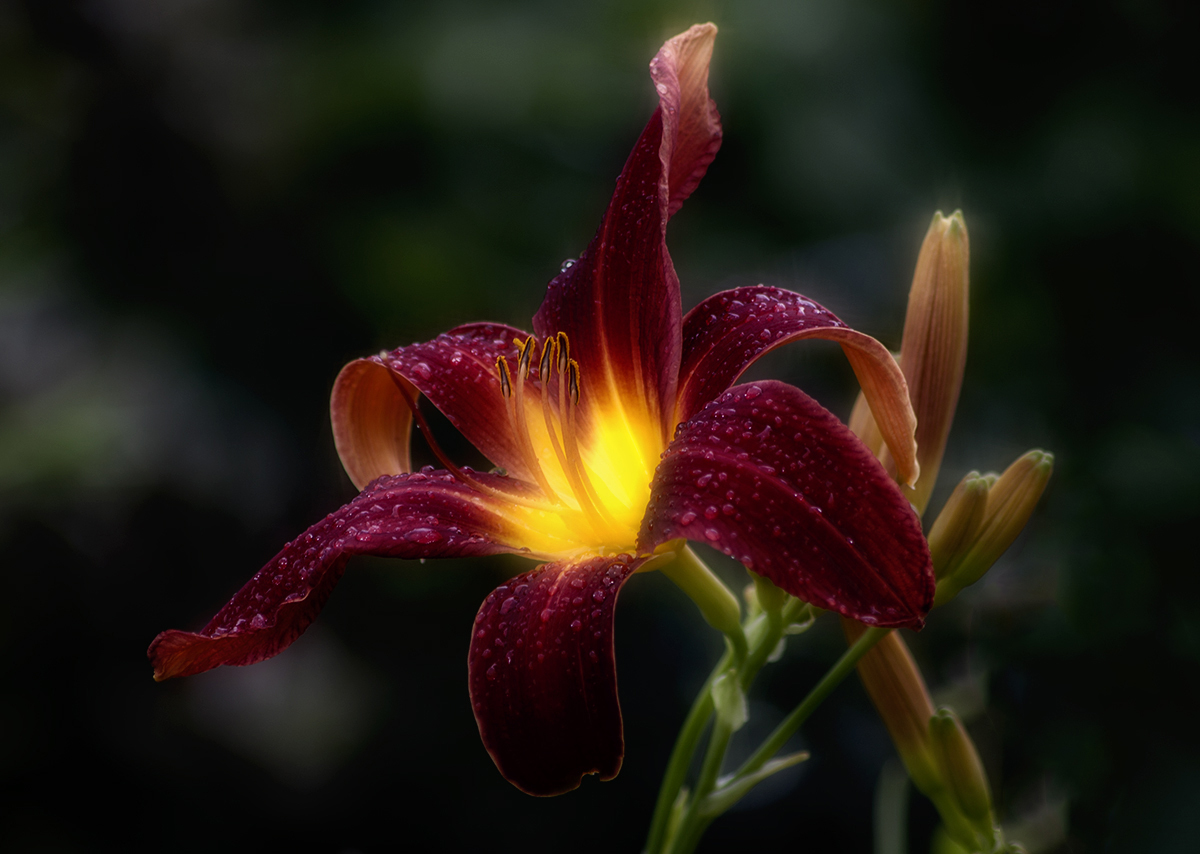 photo "***" tags: macro and close-up, flowers, summer, лилейник