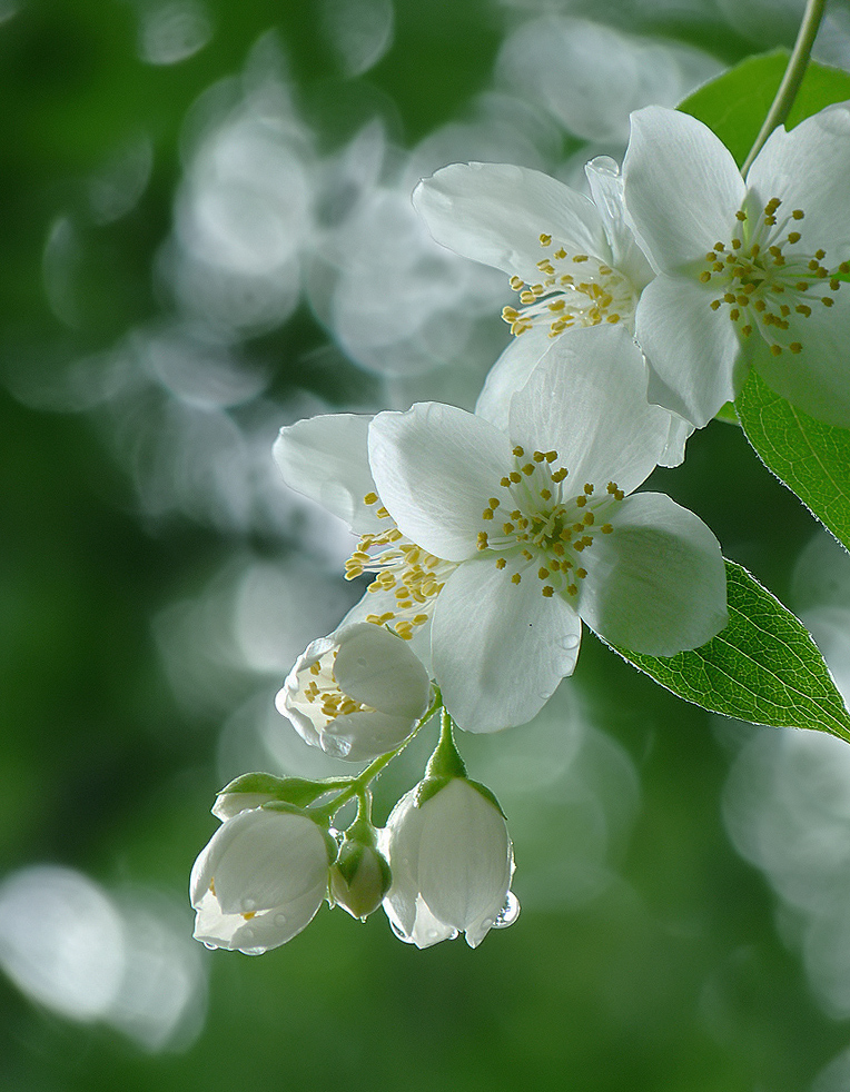 photo "***" tags: nature, flowers