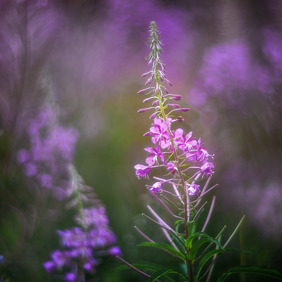 photo "***" tags: nature, macro and close-up, 