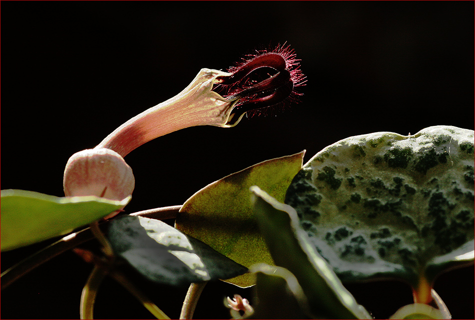 photo "Ceropegia Woodi" tags: macro and close-up, 