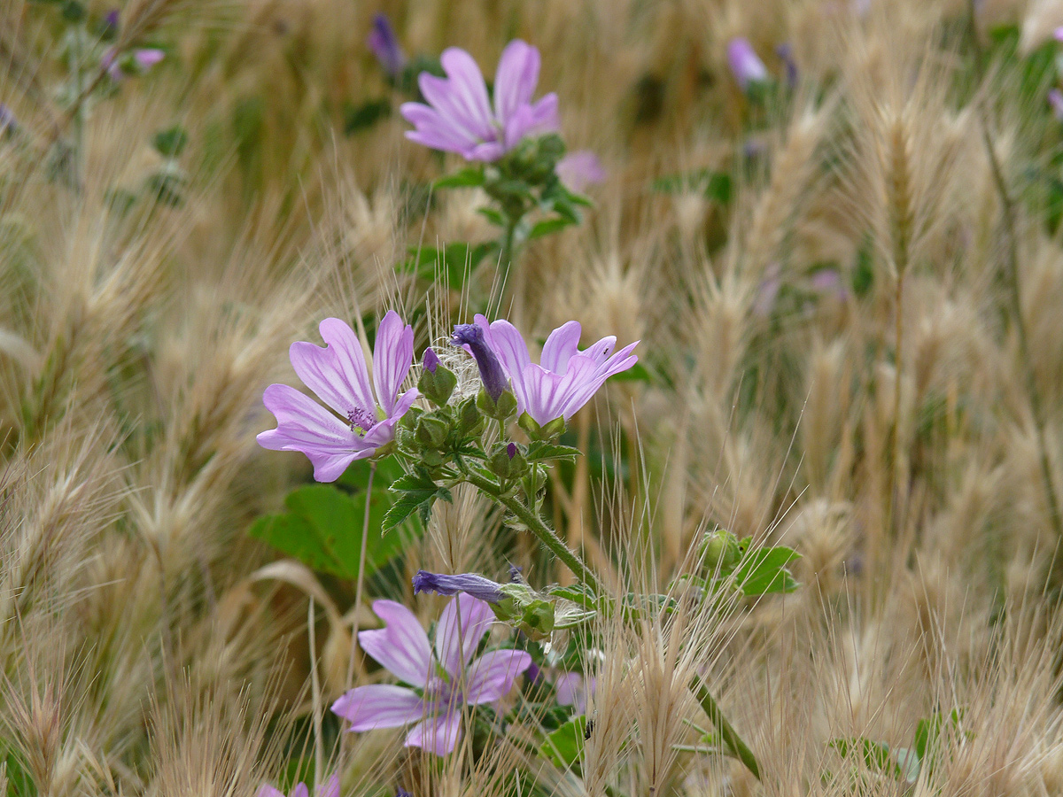 photo "***" tags: nature, flowers