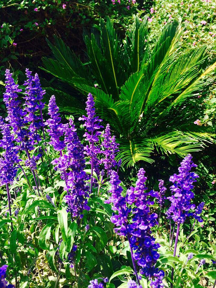 фото "***" метки: природа, Palm, garden, season, spring, цветы