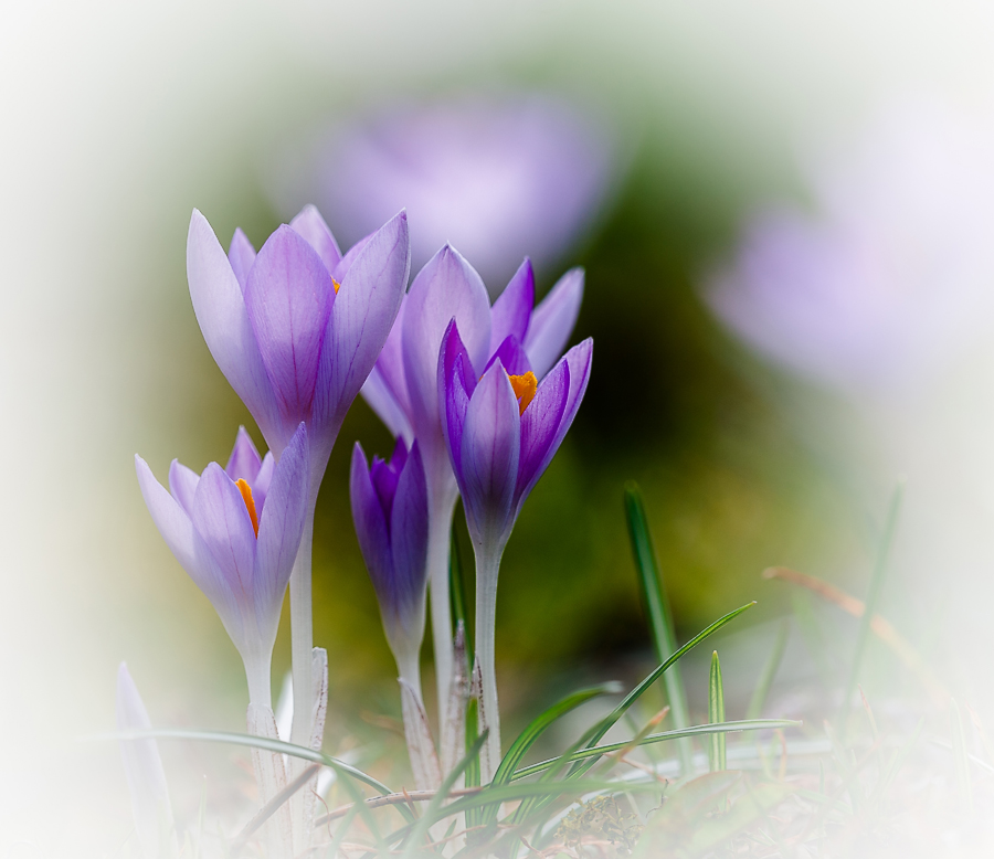 photo "***" tags: macro and close-up, nature, flowers, spring, первоцветы