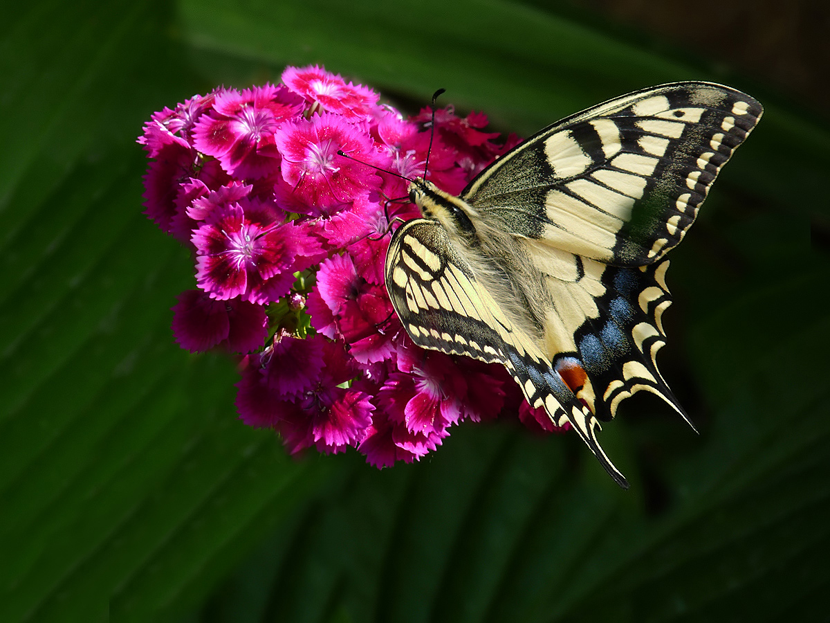 photo "***" tags: nature, insect