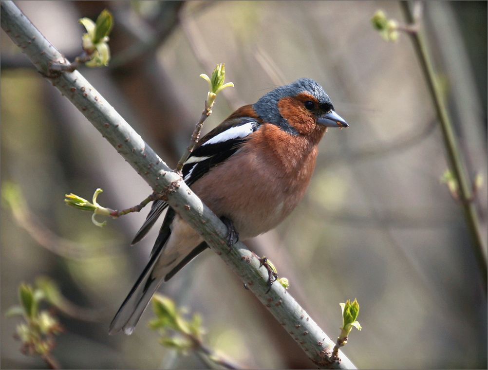 photo "Arrived chaffinches" tags: nature, macro and close-up, 