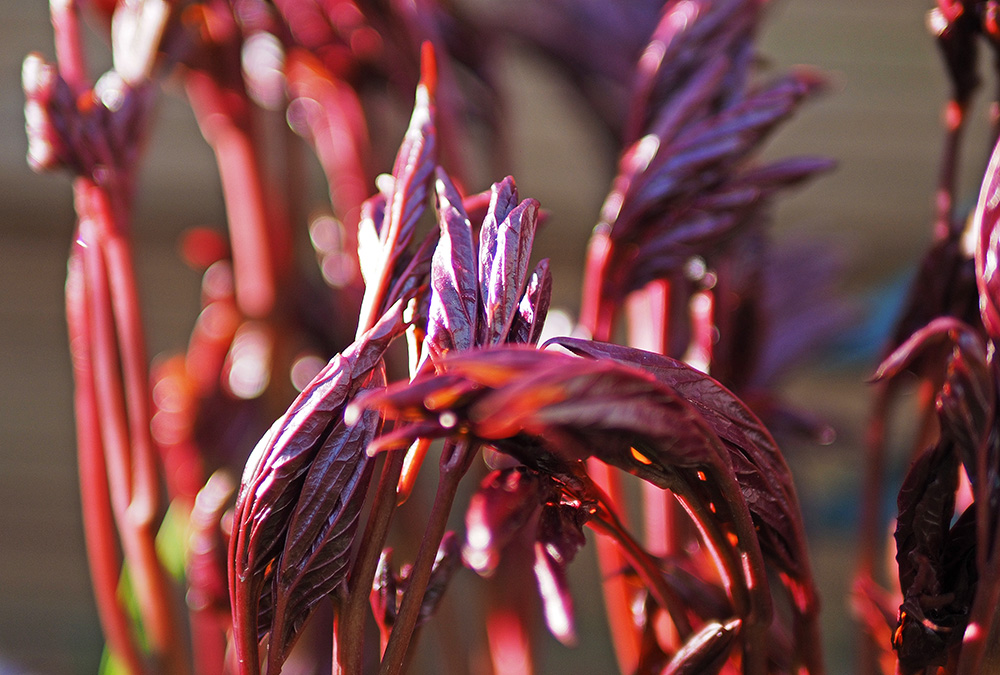 photo "Purple" tags: nature, macro and close-up, fragment, 