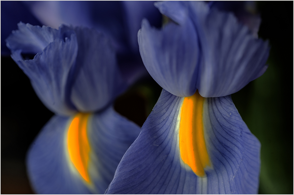 photo "***" tags: macro and close-up, still life, misc., 