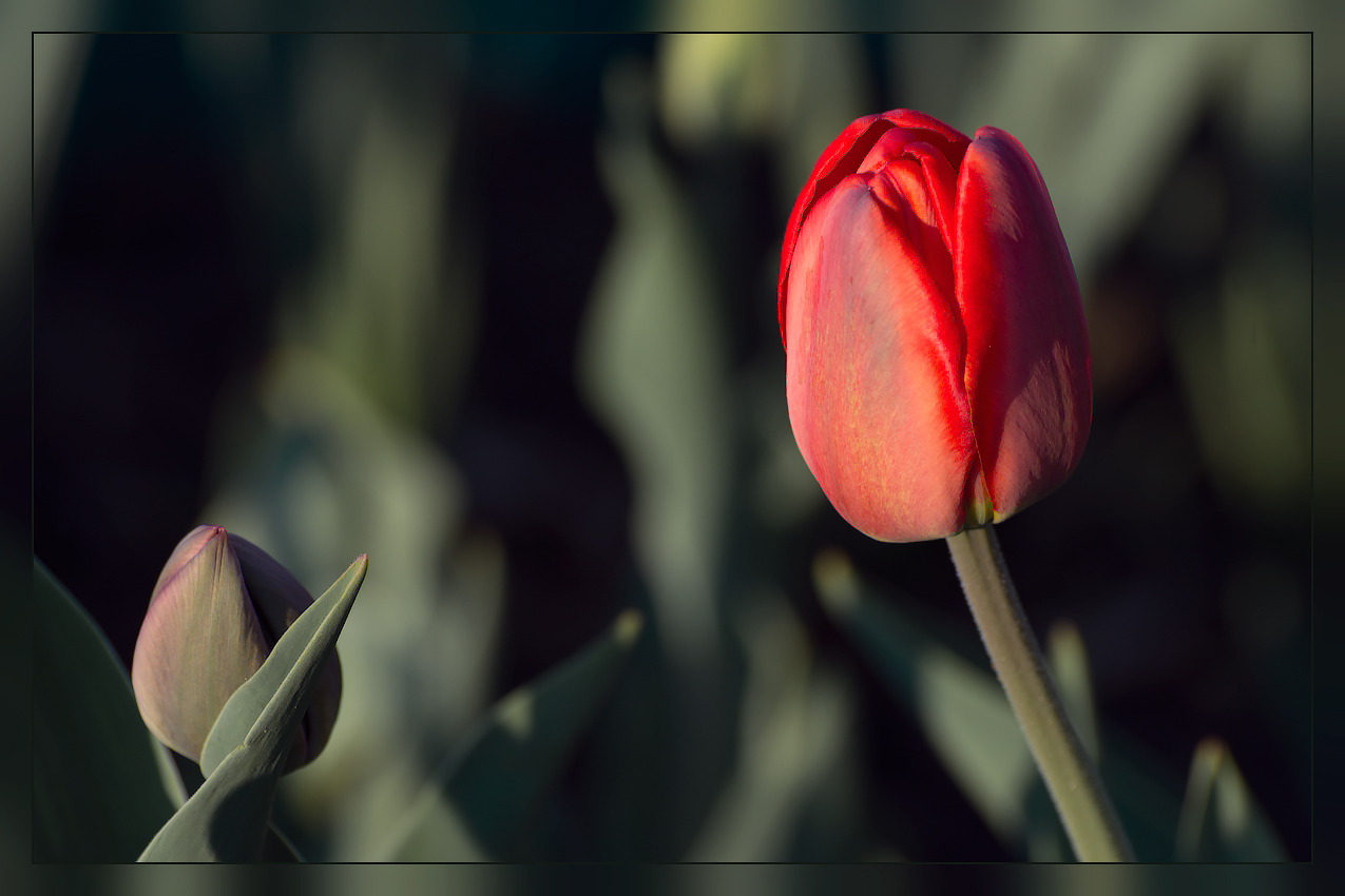 photo "***" tags: nature, 
