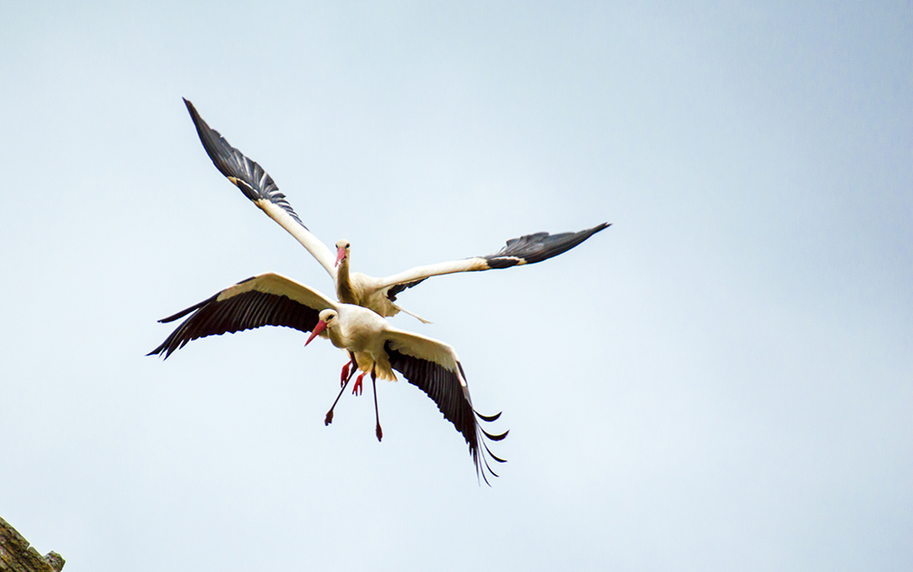 фото "We fly together" метки: природа, 