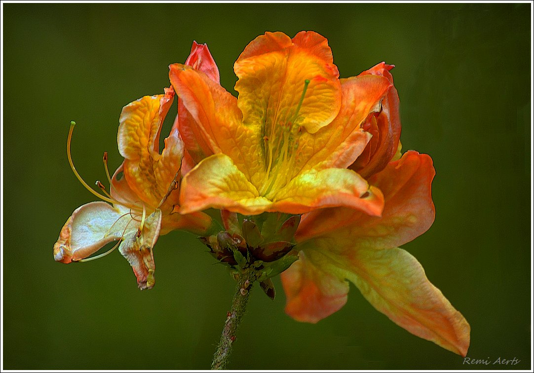 photo "***" tags: nature, macro and close-up, 