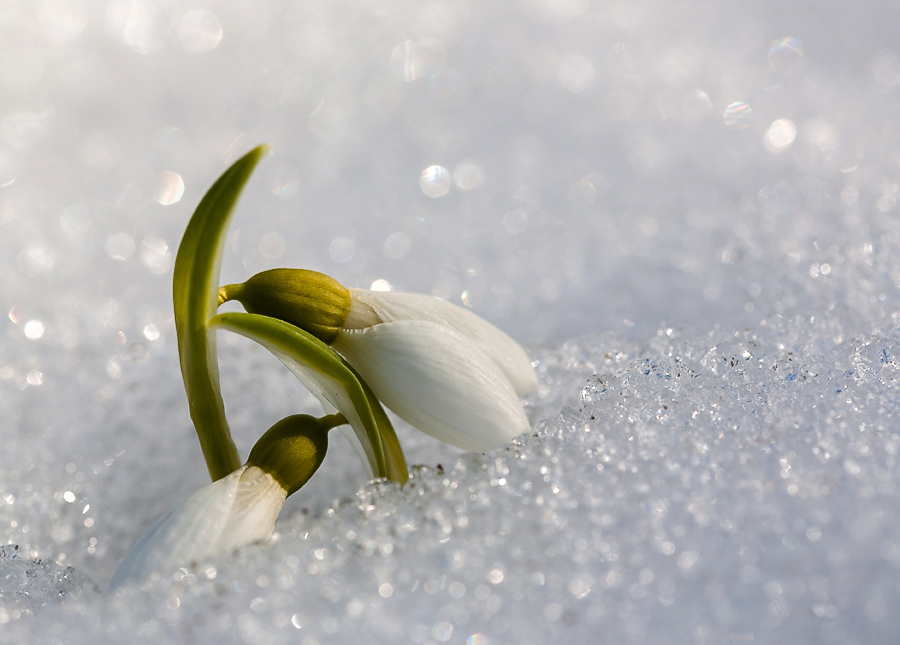 photo "***" tags: macro and close-up, nature, flowers, snow, spring, sun, первоцветы, подснежники