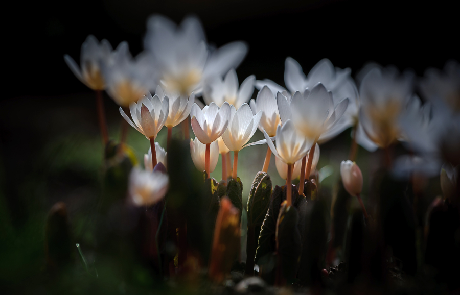 photo "***" tags: macro and close-up, nature, spring, первоцветы