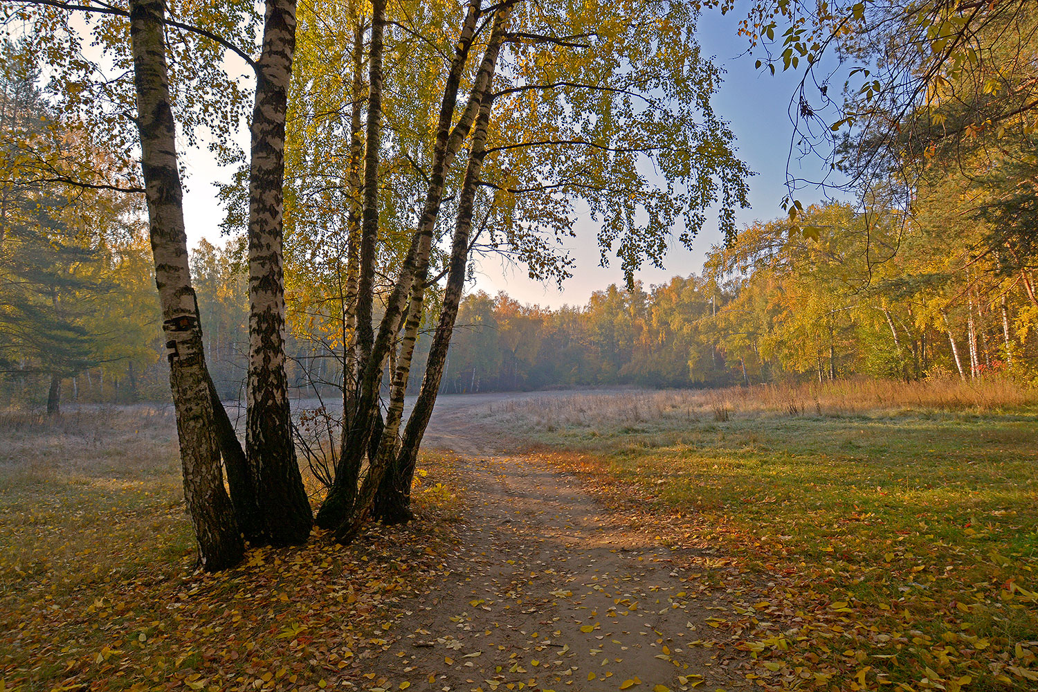 photo "***" tags: landscape, autumn, forest