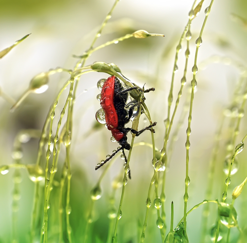 photo "***" tags: nature, macro and close-up, лилейная трещалка