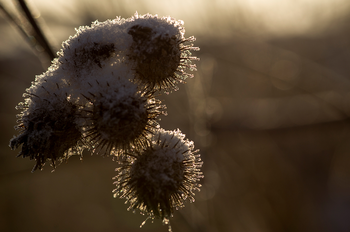 photo "***" tags: macro and close-up, Minolta 100/2, Russia, Sony-a580, curier, light, morning, sun, Нижний Тагил, макро