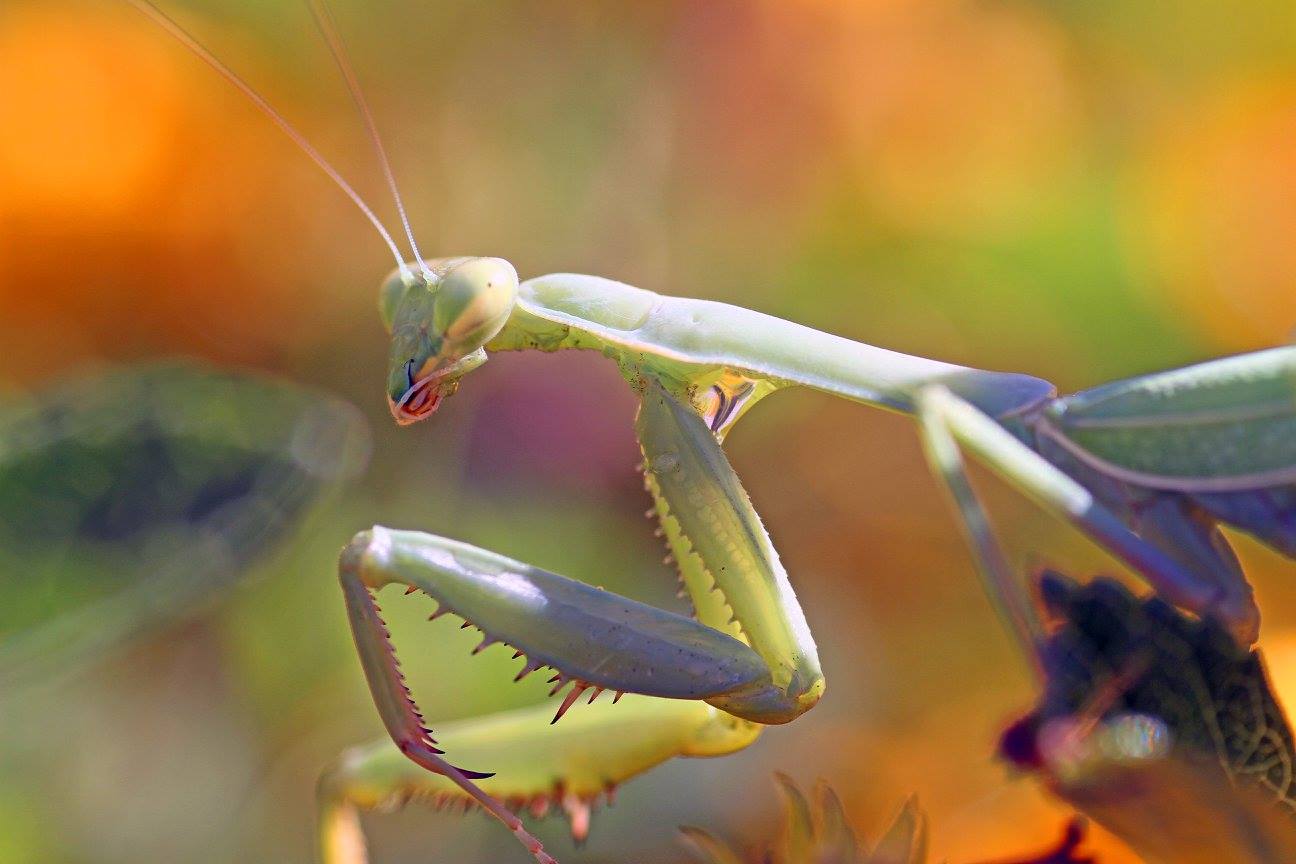 photo "***" tags: nature, macro and close-up, closeup, insect, macro, mantis, praying mantis
