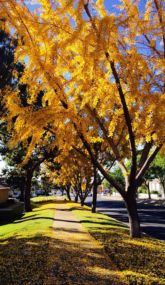 фото "***" метки: пейзаж, природа, стрит-фото, gingko, sidewalk, trees