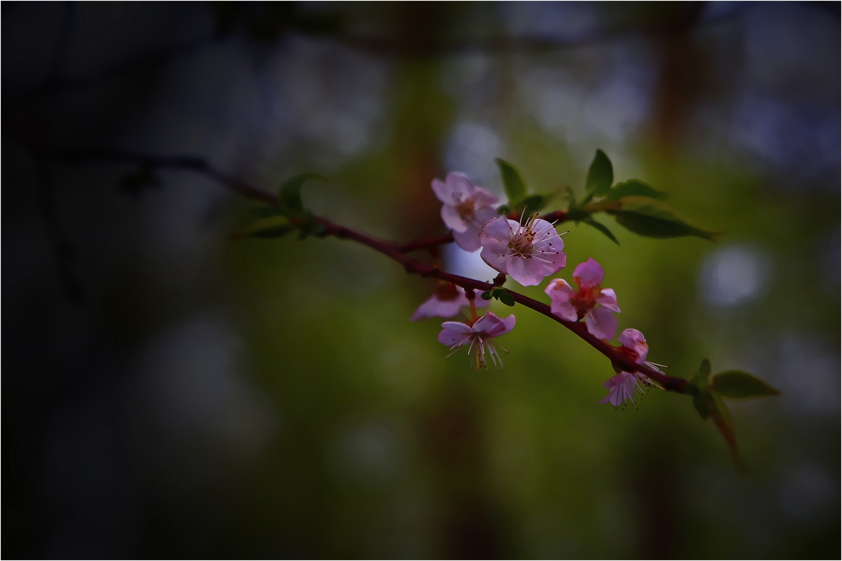 photo "***" tags: nature, street, 