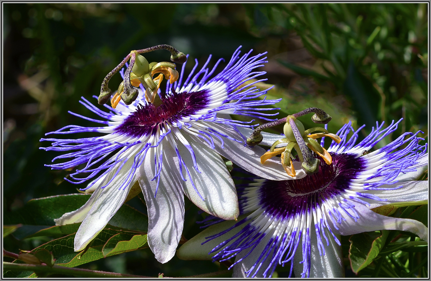 photo "***" tags: macro and close-up, 