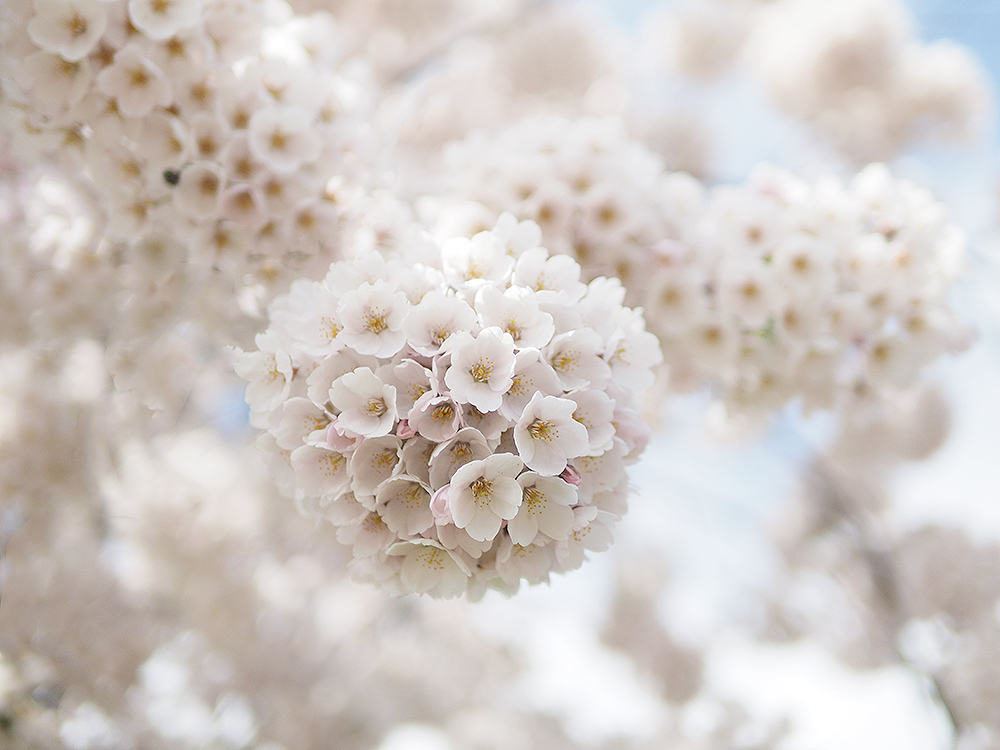 фото "Sakura" метки: природа, макро и крупный план, репортаж, 