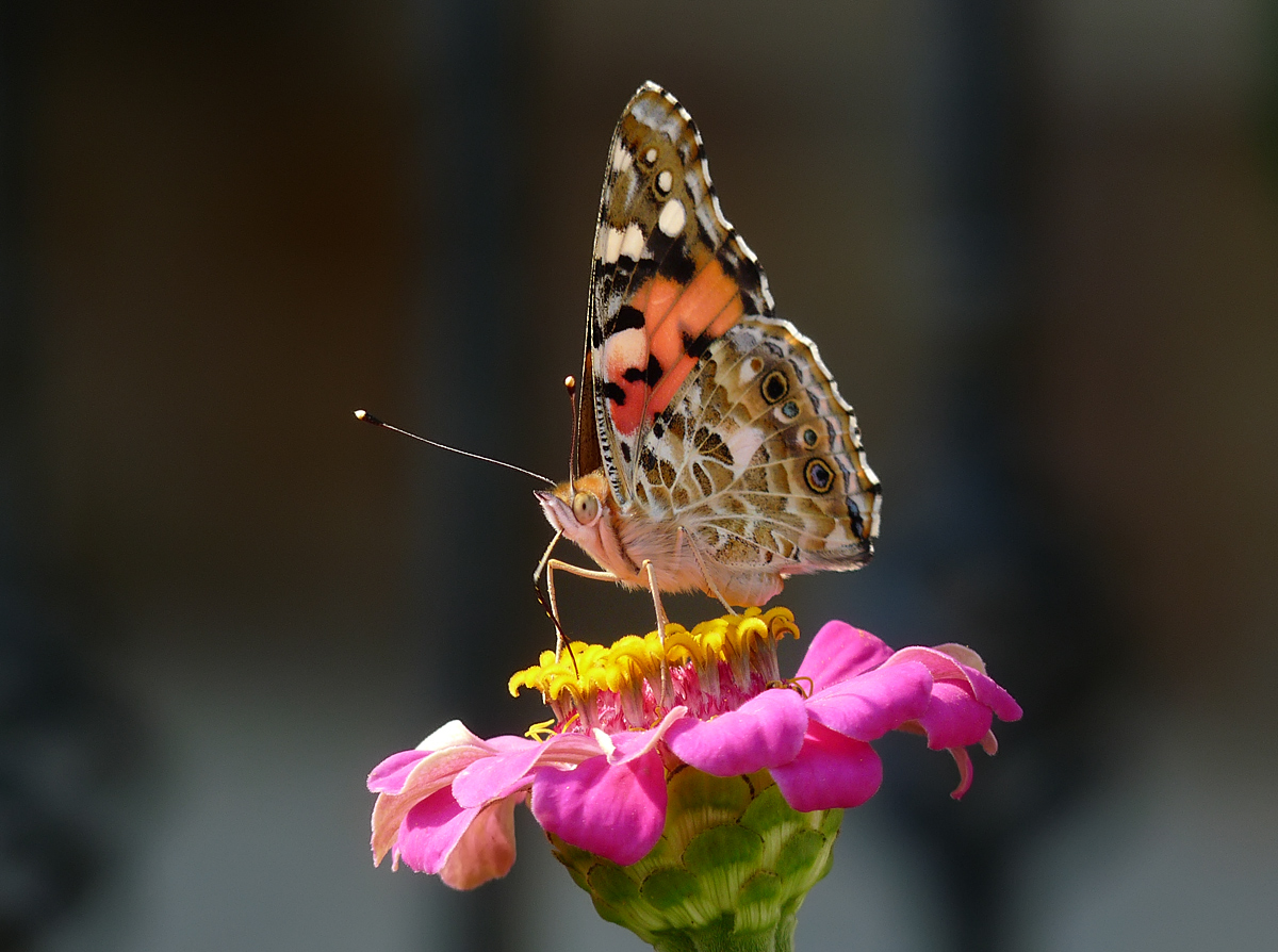 photo "***" tags: macro and close-up, nature, insect