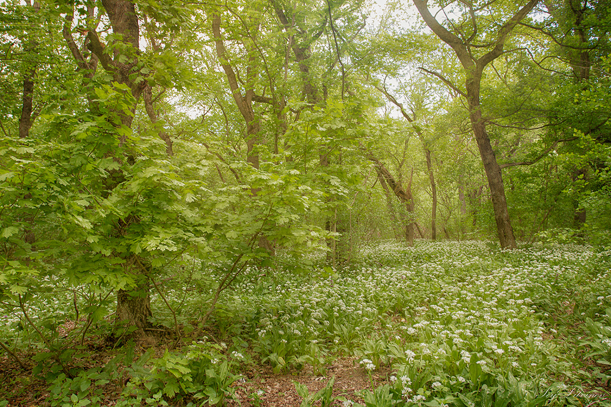 photo "***" tags: landscape, 