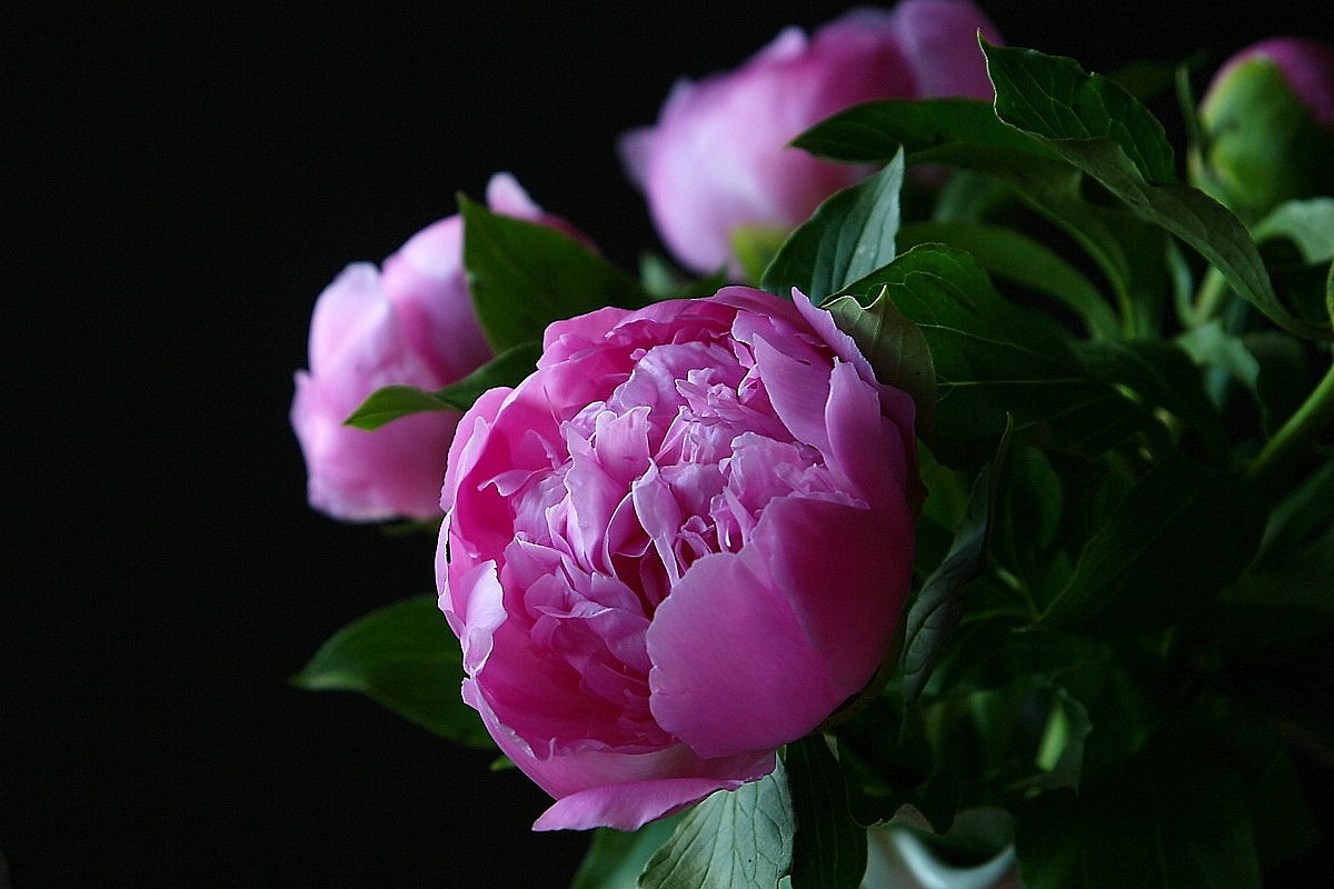 photo "Paeony Lactifolia" tags: macro and close-up, nature, 