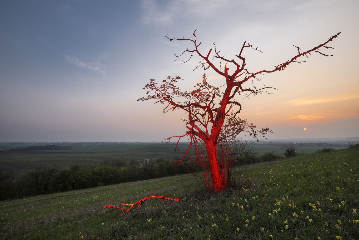 фото "Fiery Tree" метки: пейзаж, природа, дерево, закат, пейзаж, писание светом