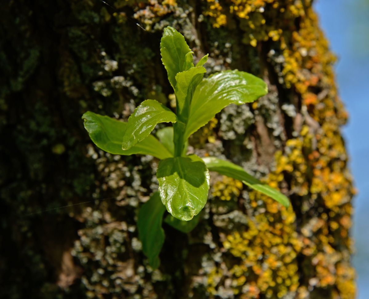 photo "***" tags: nature, 