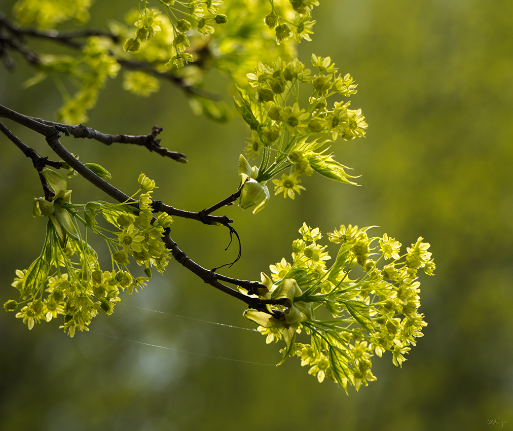 photo "***" tags: macro and close-up, flowers, spring