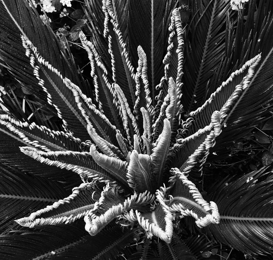 photo "***" tags: nature, macro and close-up, black&white, Palm, closeup, garden, leaves