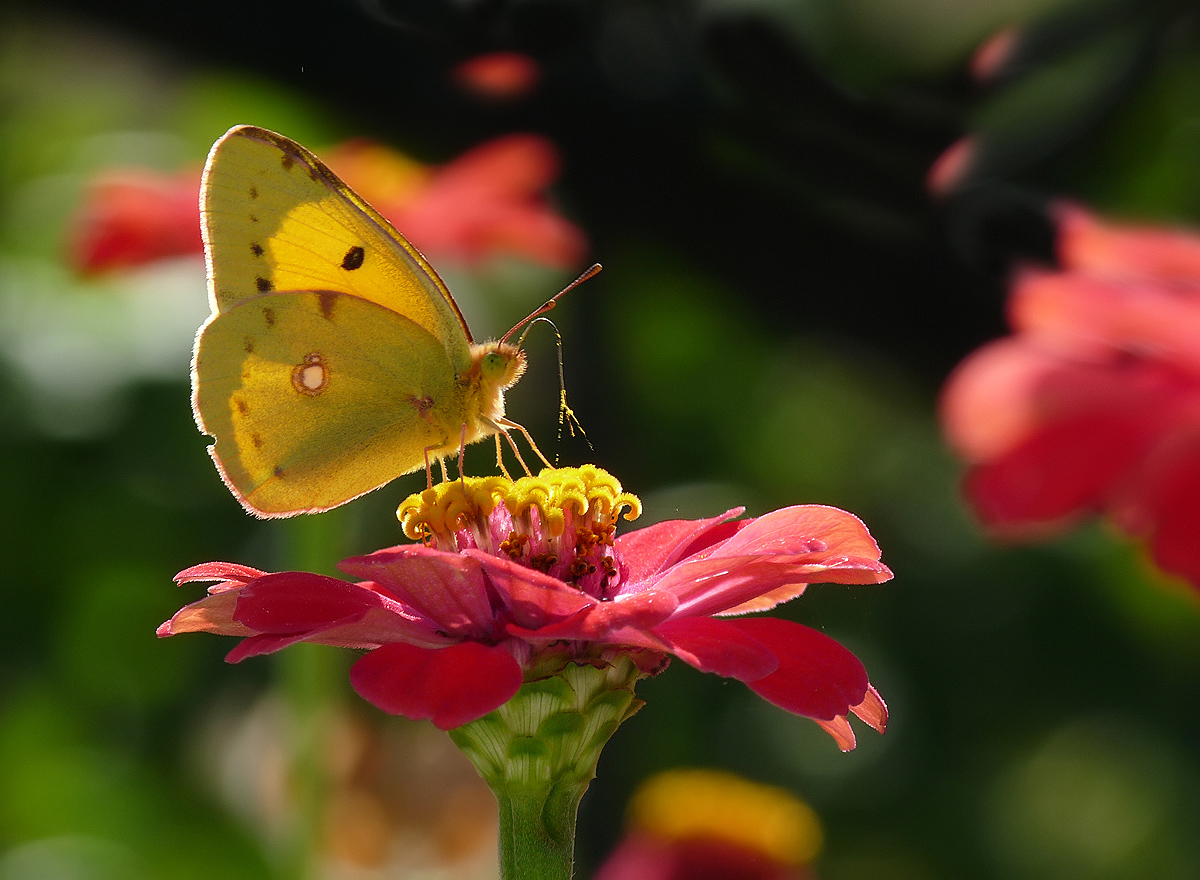 photo "***" tags: macro and close-up, insect