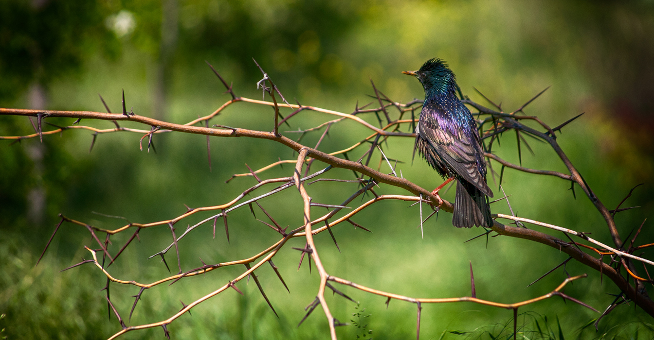 photo "***" tags: nature, скворец