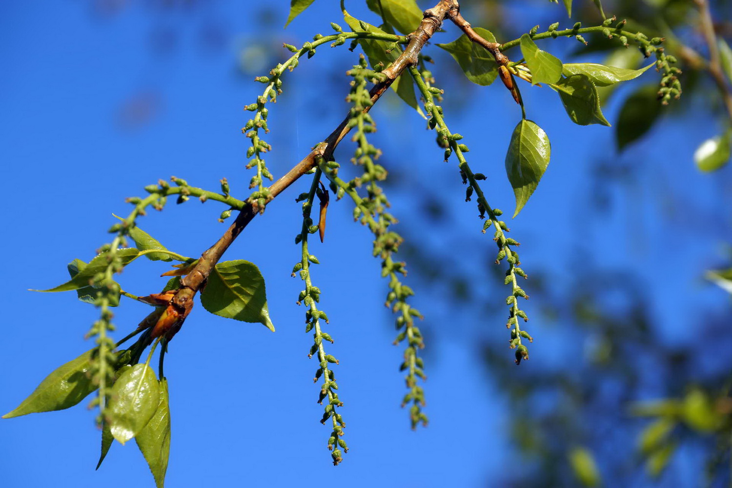 photo "Beginning" tags: nature, spring, Ишим, красота