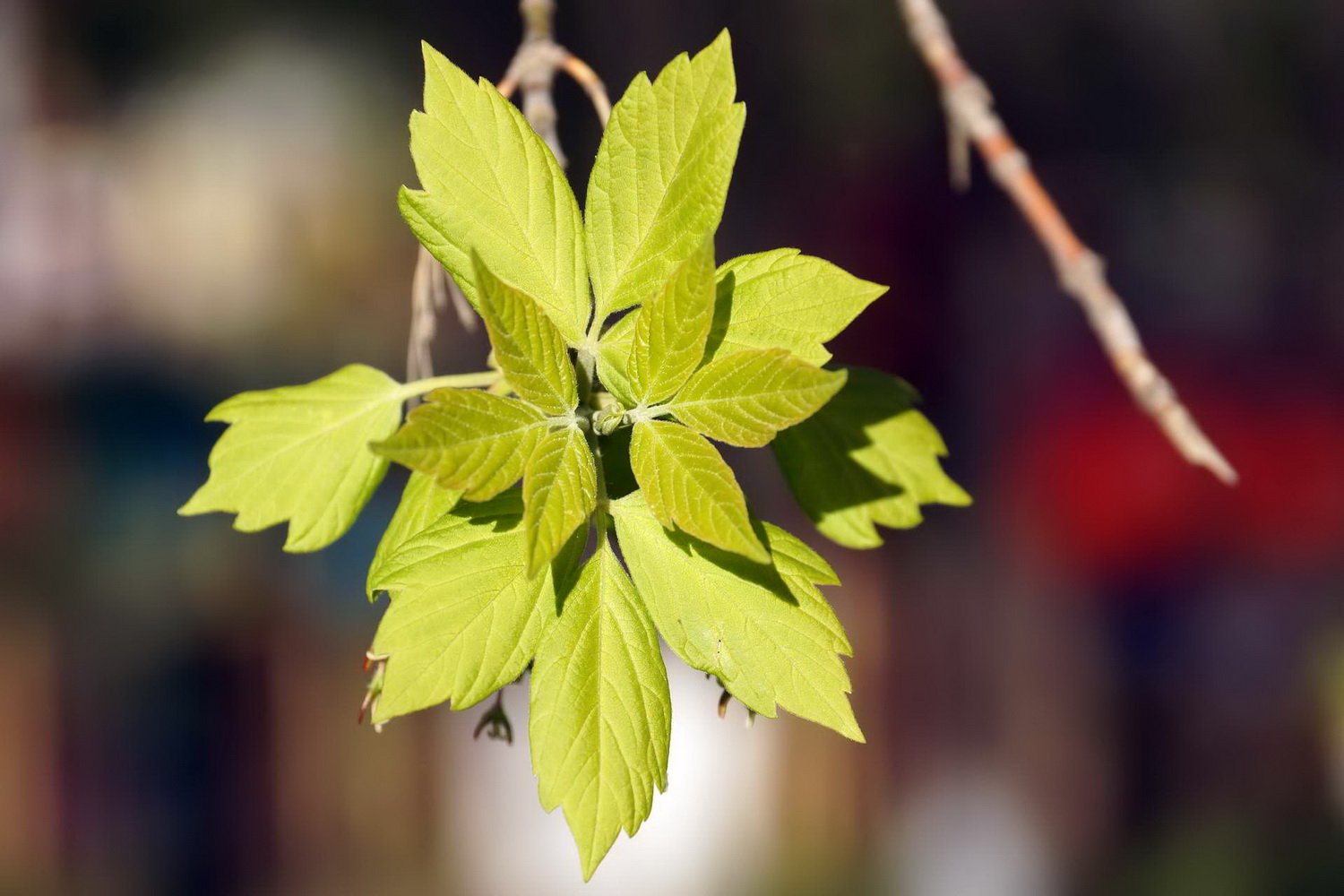 photo "The first leaves" tags: nature, spring, Ишим, красота