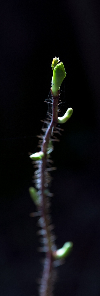 photo "***" tags: macro and close-up, Minolta 100/2, Russia, Sony-a580, curier, light, morning, sun, Исинский тракт, Нижний Тагил, макро