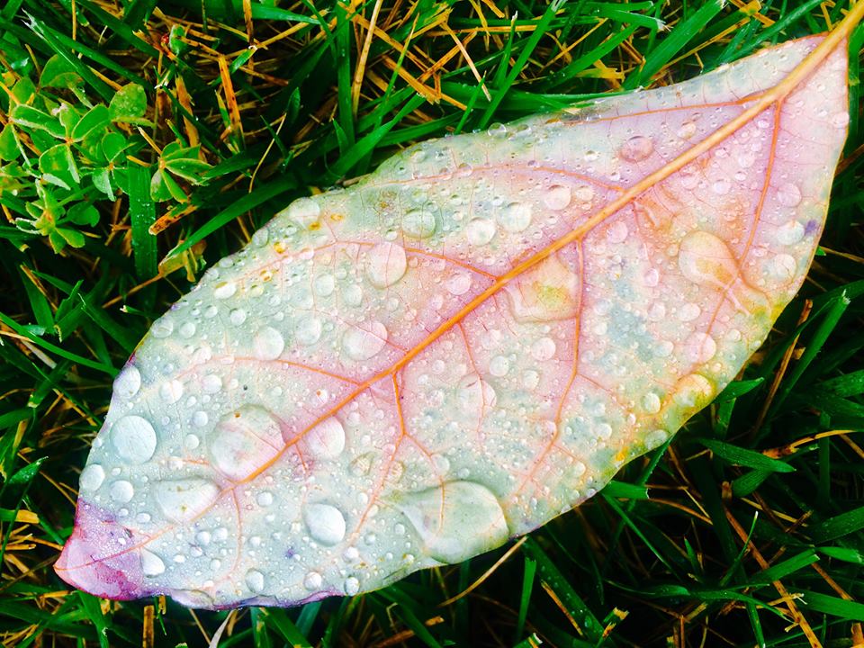 photo "***" tags: nature, macro and close-up, closeup, leaf, macro, rain drops, water drops