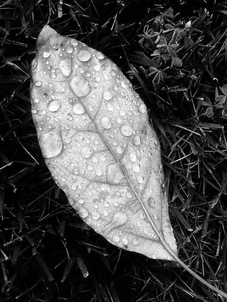 photo "***" tags: nature, macro and close-up, black&white, 