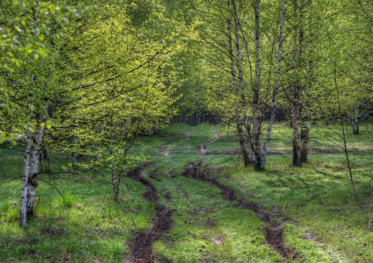 фото "По весенней дорожке." метки: пейзаж, 