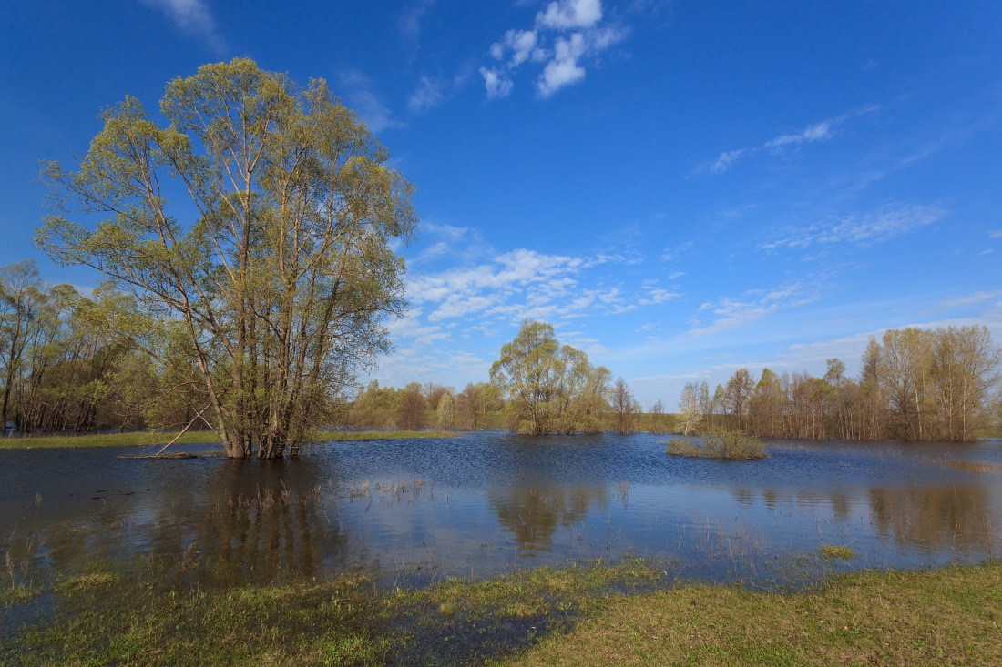 фото "Весенний разлив" метки: пейзаж, весна, вода, деревья, разлив, трава