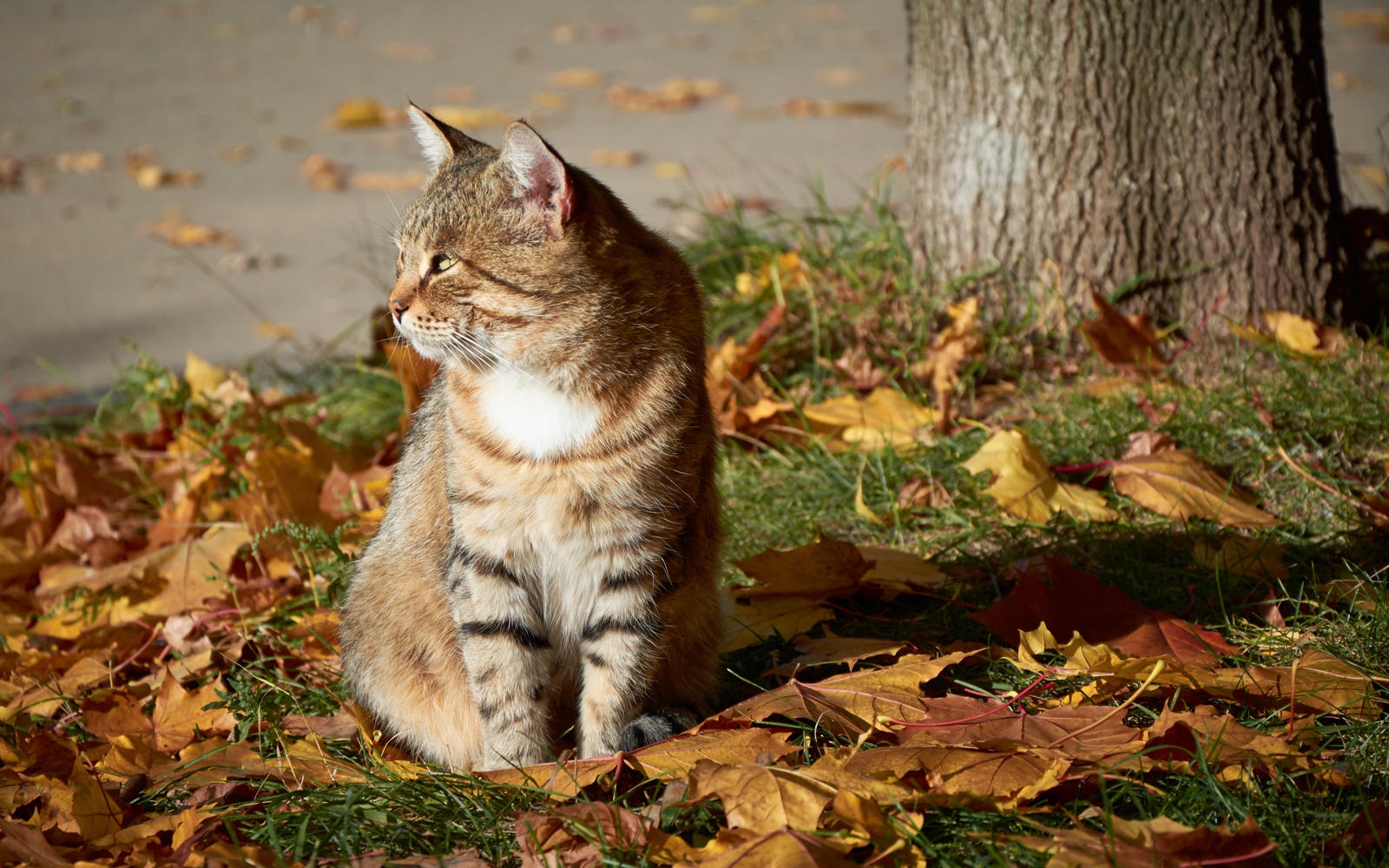 photo "Catfall" tags: misc., nature, autumn, look, tomcat, tree, день, животные, жёлтый, морда, профиль
