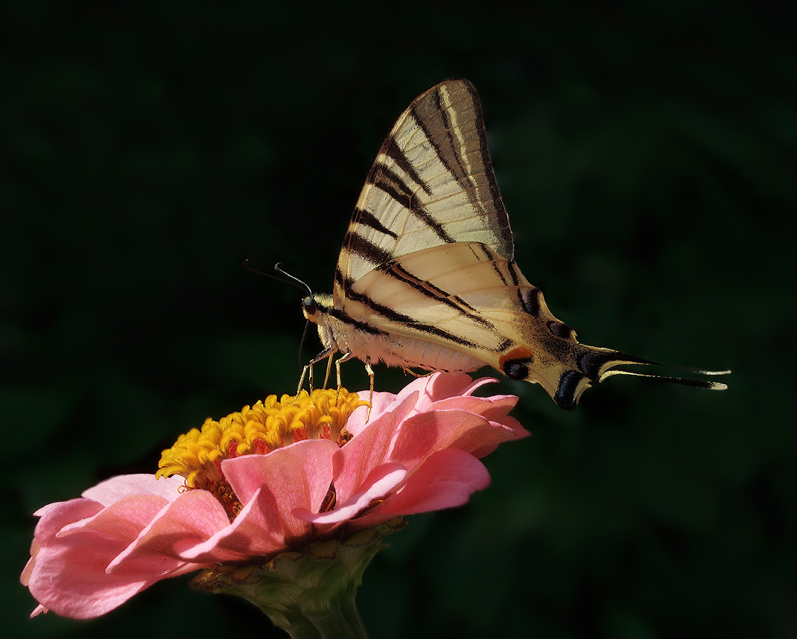 photo "***" tags: macro and close-up, nature, Подалирий