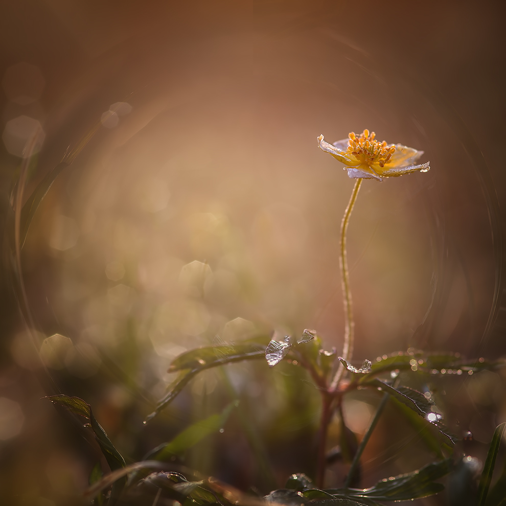 photo "***" tags: nature, macro and close-up, 